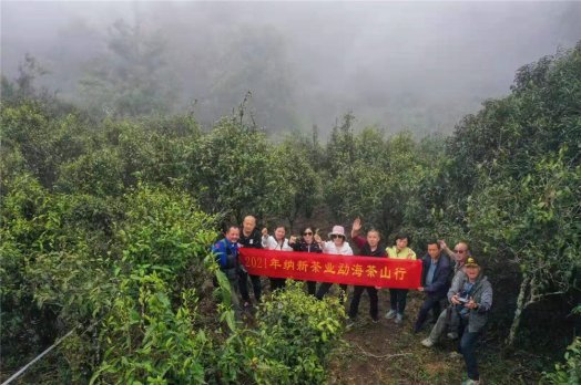 2021納新勐海茶山行 -- 布朗山系考察