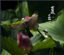 【2015年6月22日夏至】預示盛夏來(lái)臨