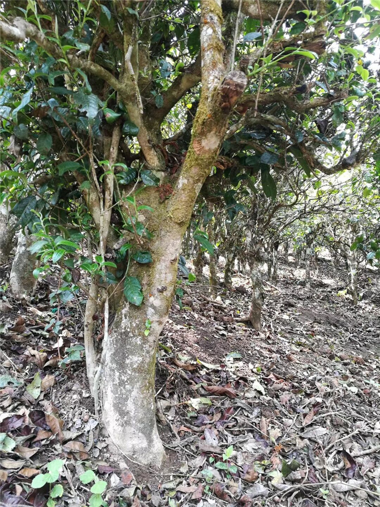 班盆